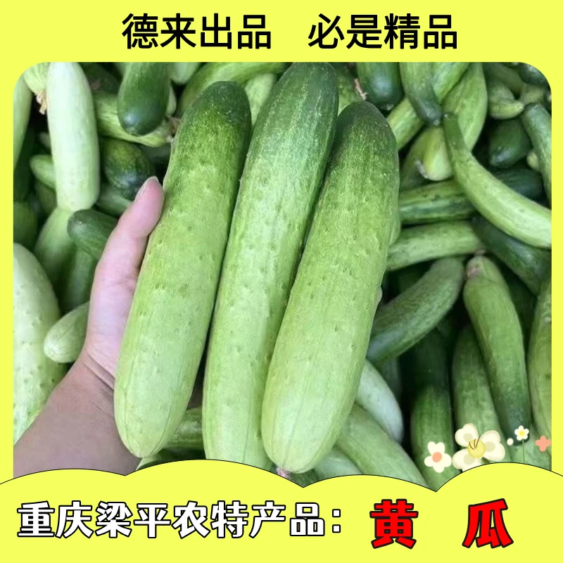 重庆梁平正宗土特产新鲜现摘土品种黄瓜
