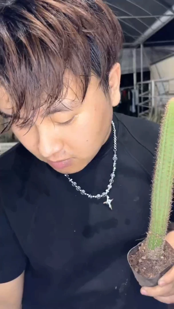 2颗 单头 彩舞柱【带根】