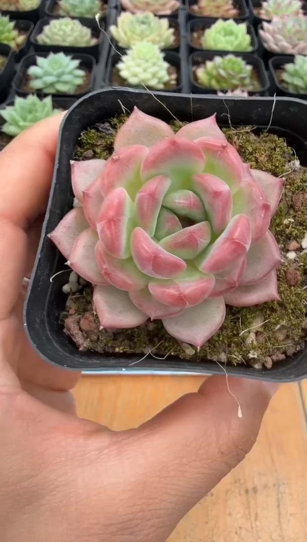 东云多肉园二店-01