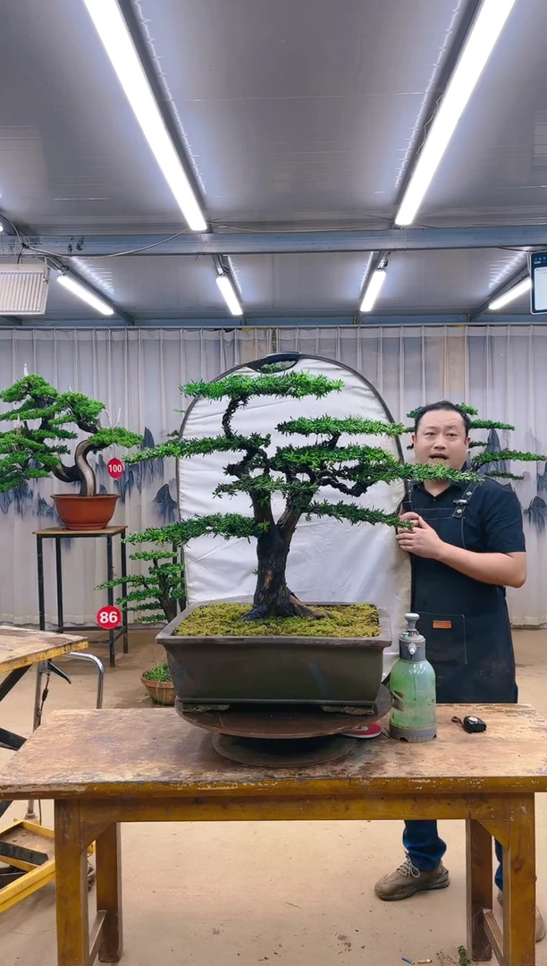 无花朵精品盆景  一物一拍