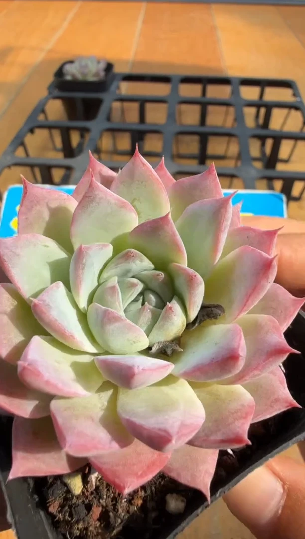 东云多肉园二店-149