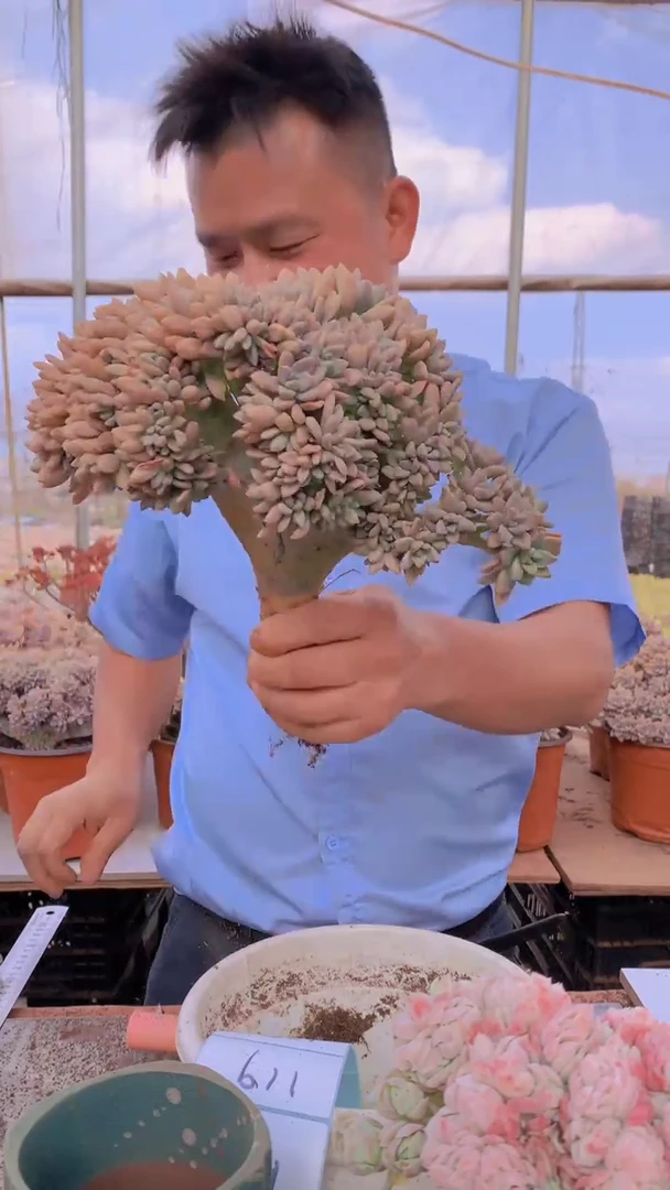 【闪购商品】缀化118