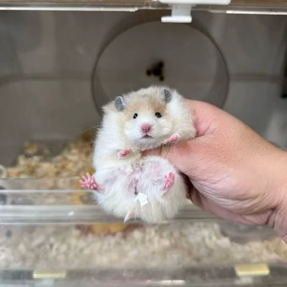 家养波利金丝熊好养耐活直毛卷毛波利金丝熊鼠类活体藤盒发货特价