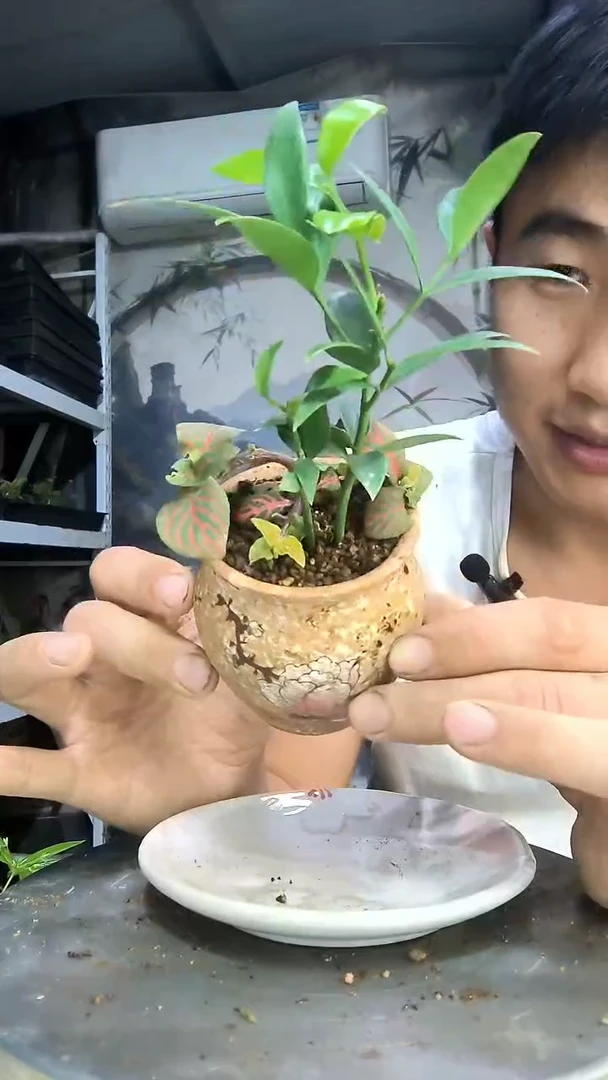 淡***味中青园艺一物一拍141