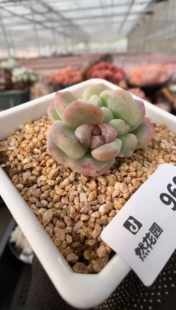 【闪购商品】960冰玉石化一物一拍