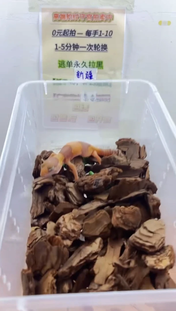 豹纹守宫豹纹守宫幼苗亚成体成体肥尾
