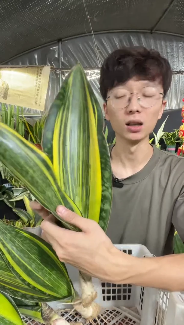 黄金宝镜裸根双叶35cm14.8