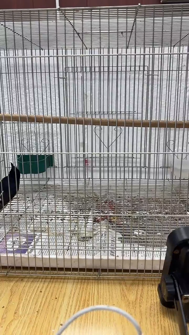 63号  长尾养笼0元起拍
