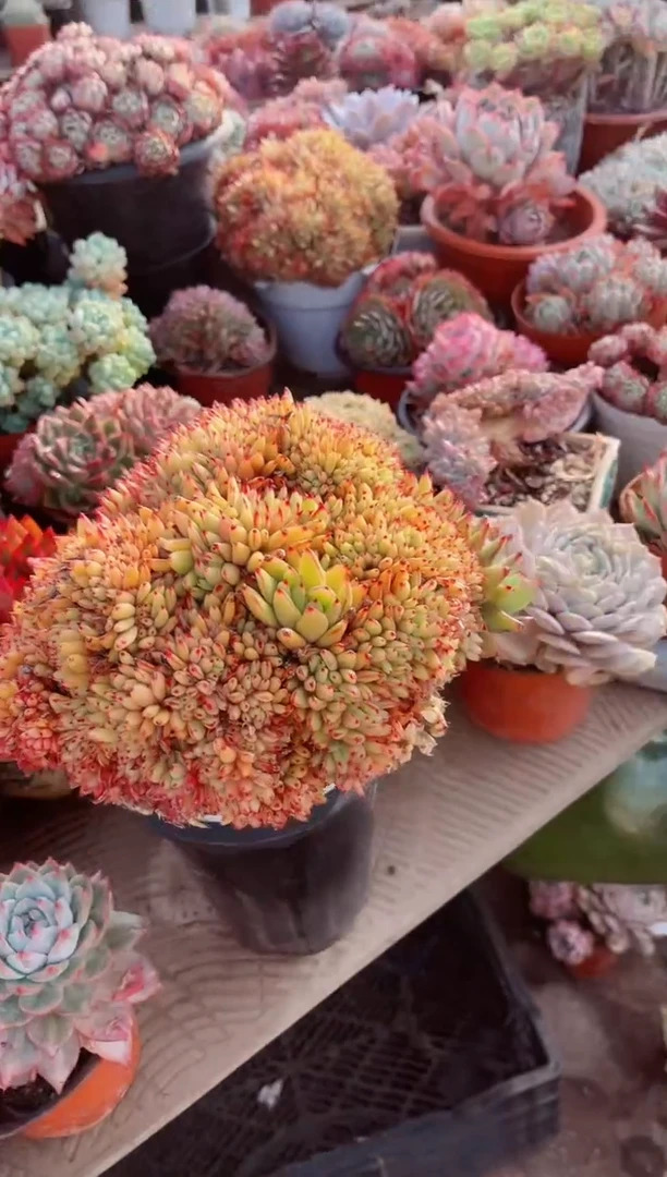 【闪购商品】15194