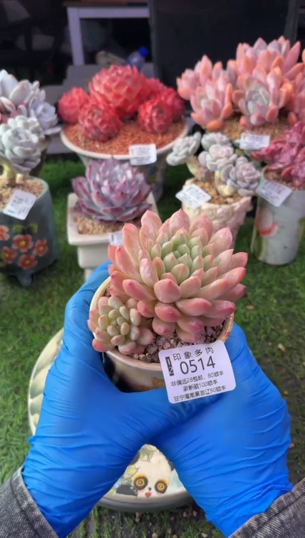 昆明印象多肉0514