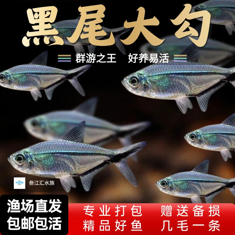 黑尾大勾黑尾旗热带鱼观赏鱼缸群游鱼小型鱼鱼包活黑尾灯鱼