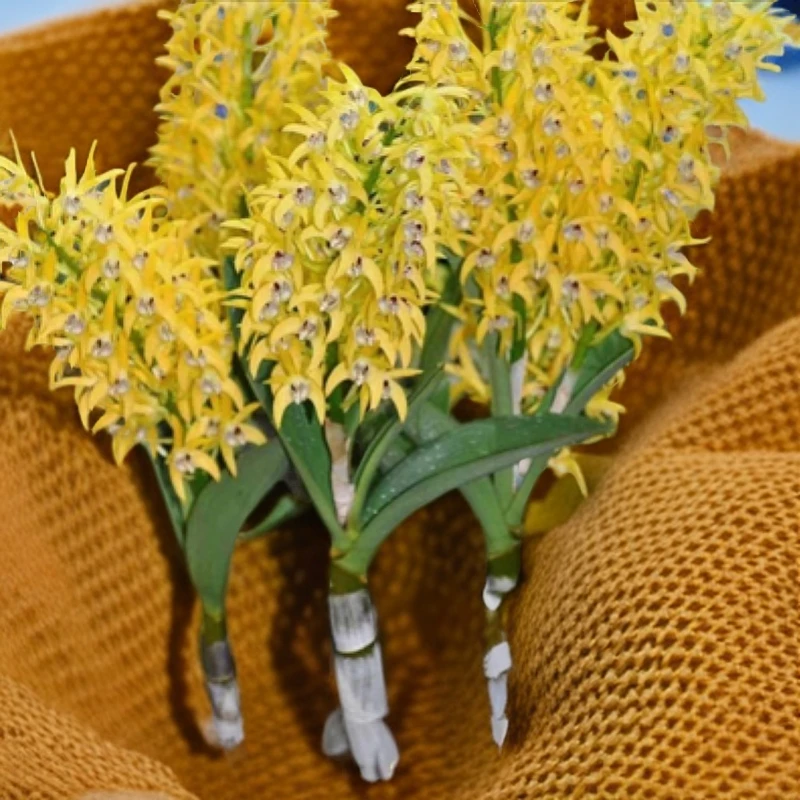 白大明石斛兰花直播间精选鲜活石斛兰盆栽绿植室内阳台种植修剪