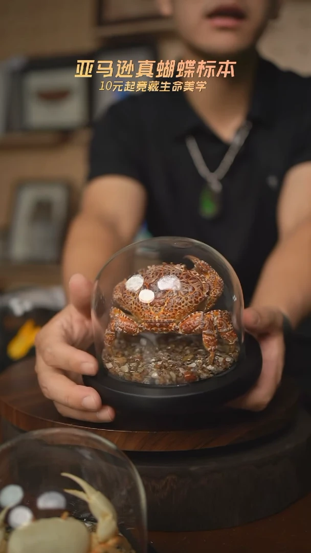 螃蟹标本摆件g41