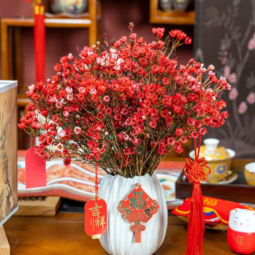 澳洲腊梅 年宵花鲜花基地直发0度不拍保温棉冻坏不售后