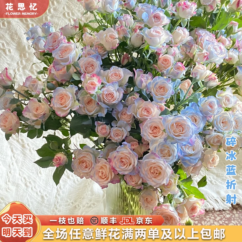特价福利『碎冰蓝折射5枝』家用云南鲜切花 满两单鲜花顺丰京东包邮 满三单鲜花送花瓶 鲜花直播次日达包邮