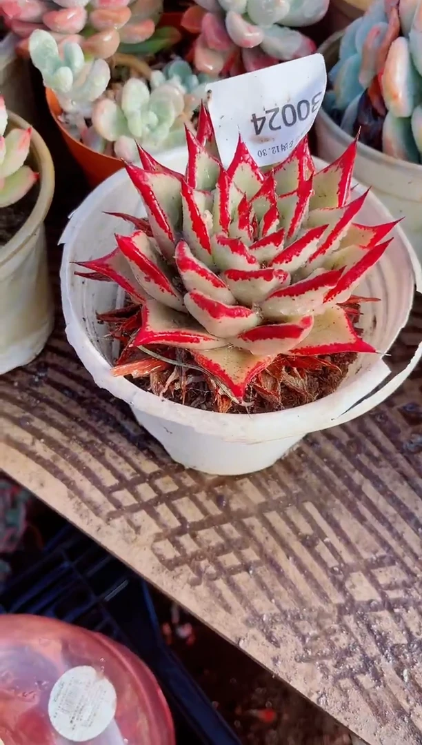 姝***意跃跃精品多肉30024