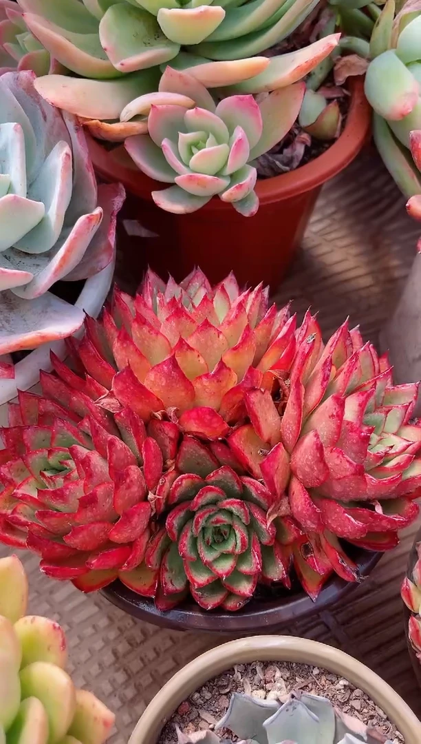 【闪购商品】08324