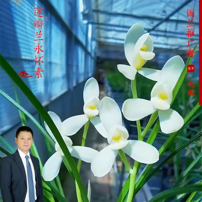 赵鹏推荐--永怀素兰花