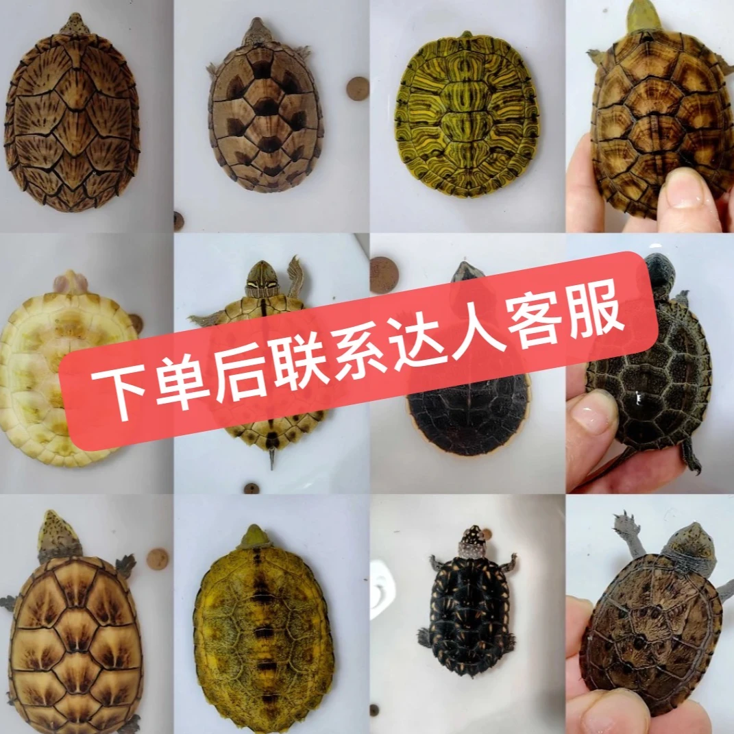 精选活体宠物通用链接