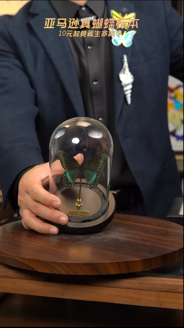 绿带翠凤蝶春型小号玻璃罩
