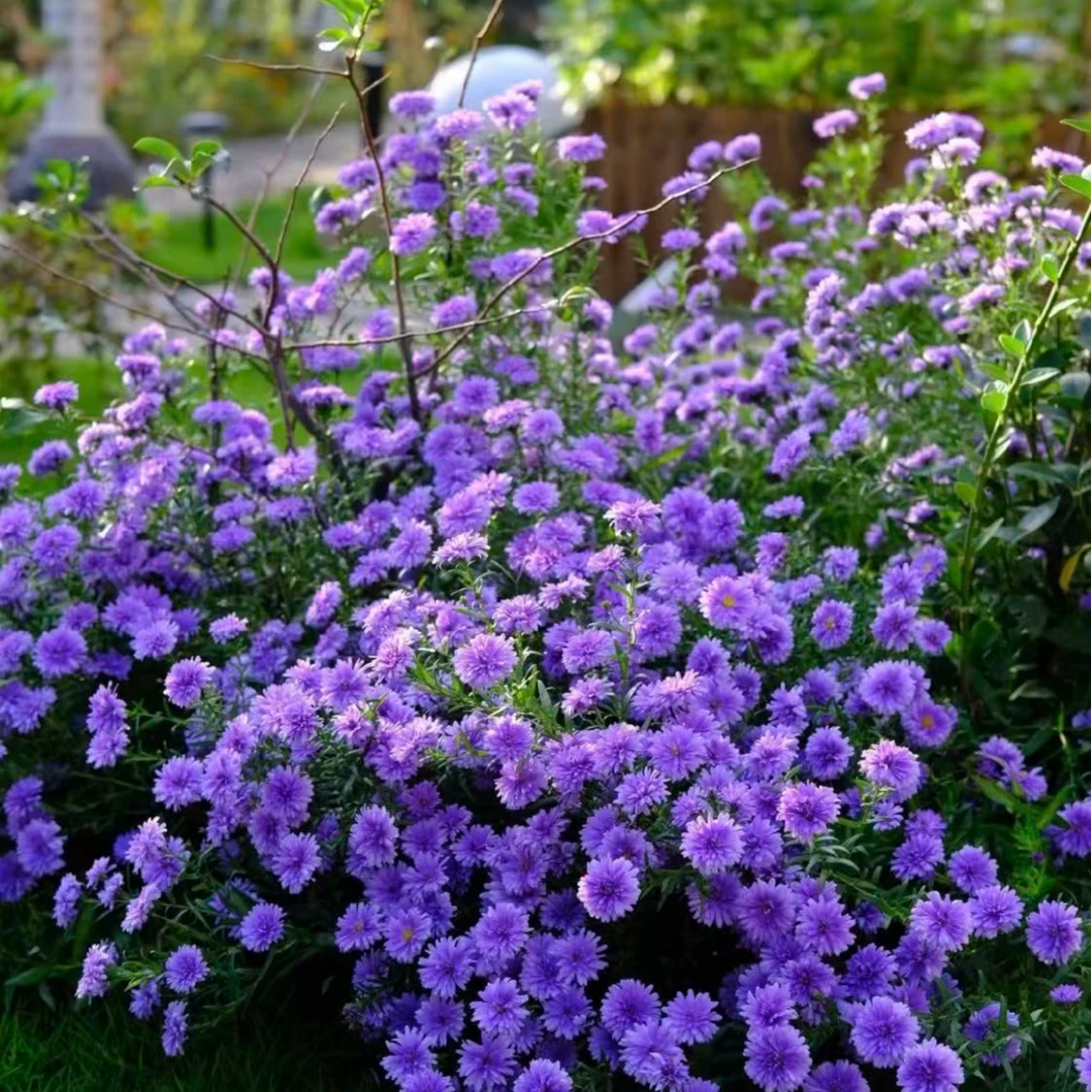 丹麦翠菊130盆栽耐热耐寒多年生适合阳台庭院四季开花