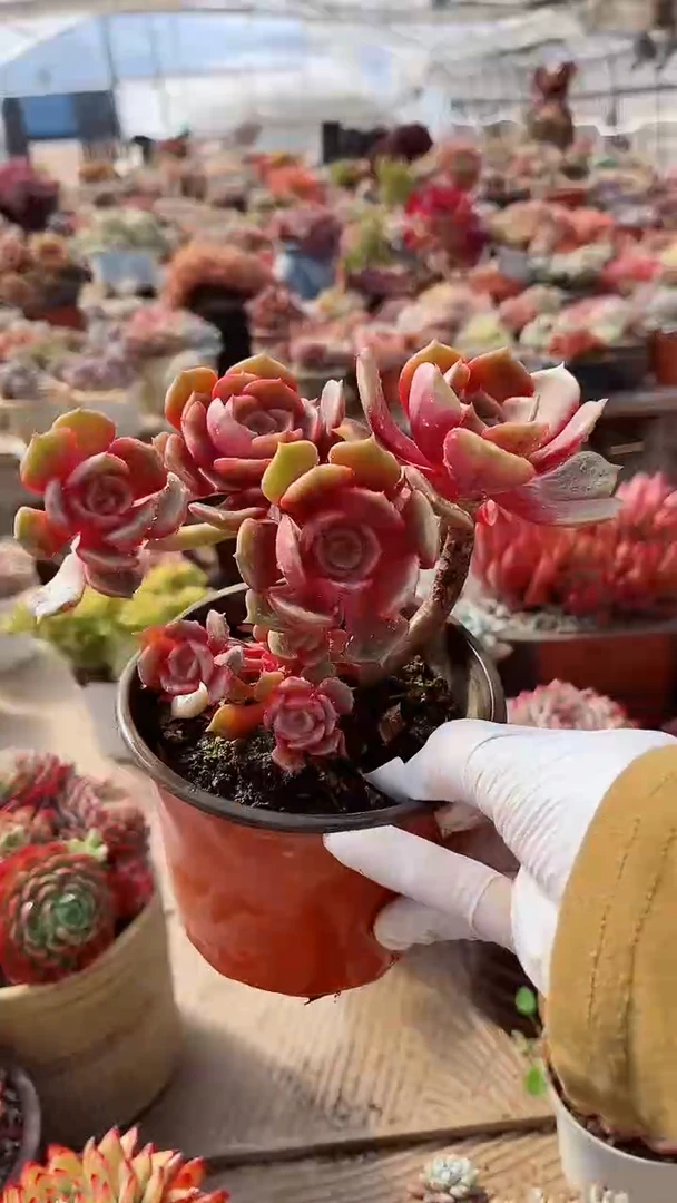 【闪购商品】17293