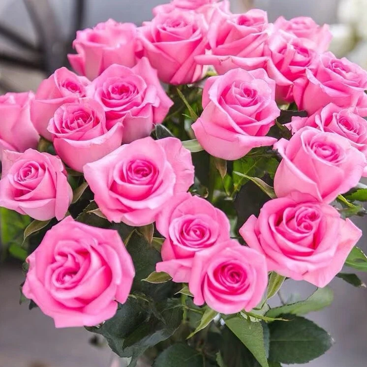 小院家 苏醒 直立少刺切花 耐开 勤花 多季开花灌木