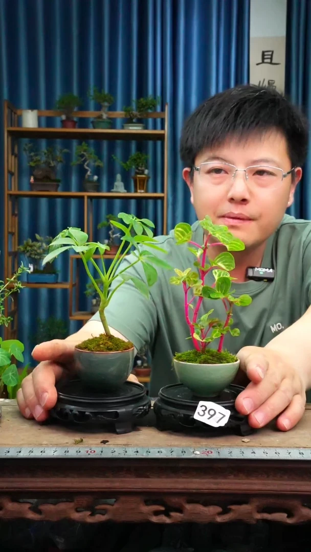 无花朵苔藓微景观39号