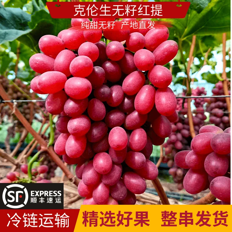 【蛋花儿】四川大凉山克伦生无籽红提新鲜现摘当季水果硬脆甜多汁
