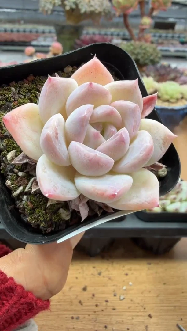 东云多肉园二店-178