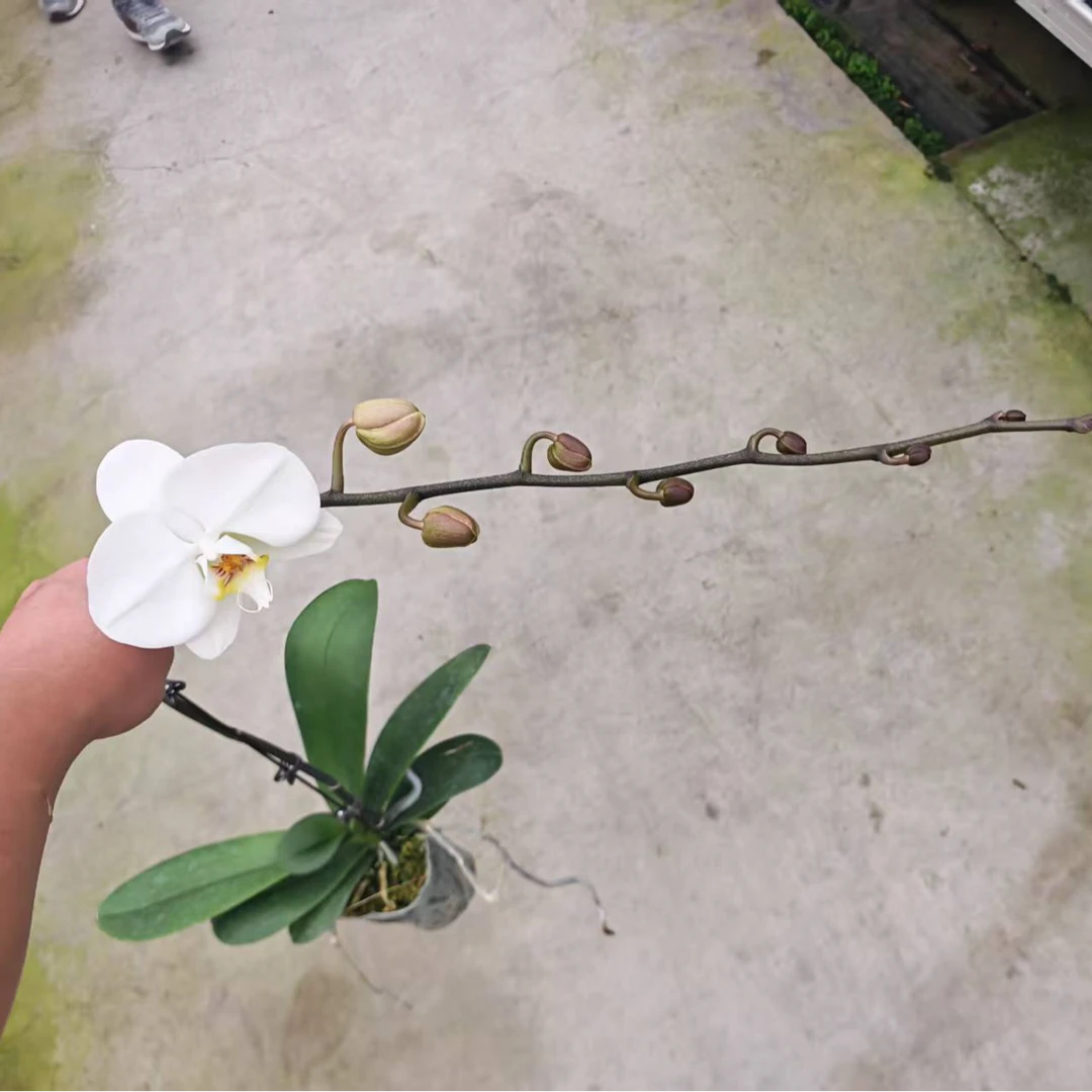 【V3大白】蝴蝶兰基地直发四季开花大花室内易养活