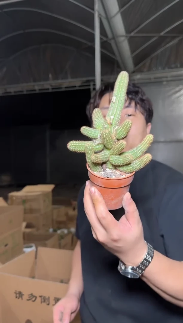维罗纳 白檀【带根】