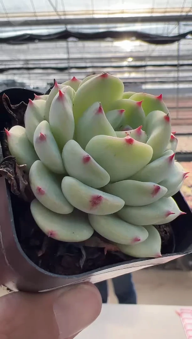 【闪购商品】新款多肉-5