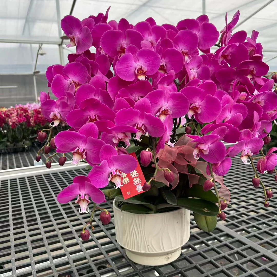 蝴蝶兰 [红辣椒] 真花 秋冬耐寒花卉 四季开花 多样性发货