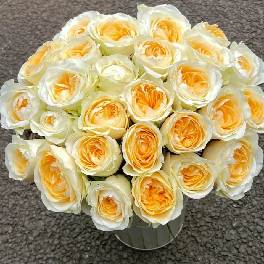 【王亚玲】奶油杯单头玫瑰-任意2单升级快递发货后不支持退款