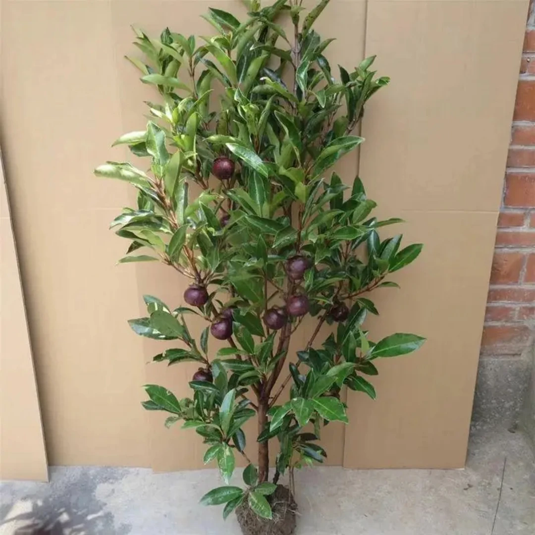 当年结果山竹果树苗南北方均可种植阳台盆栽庭院地载