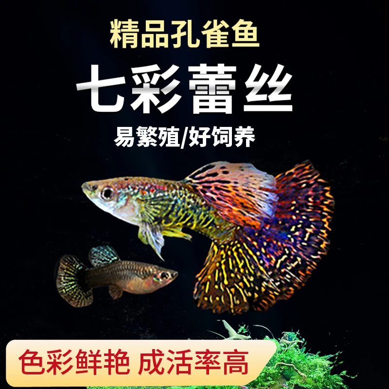 新手好养的小型热带淡水七彩蕾丝孔雀鱼观赏鱼