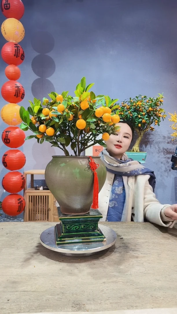 【闪购商品】盆景年桔