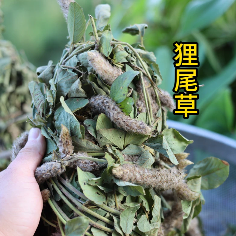 新货狸尾草根茎羊咩香生晒无硫细叶子营养阿魏中药当季250克包邮