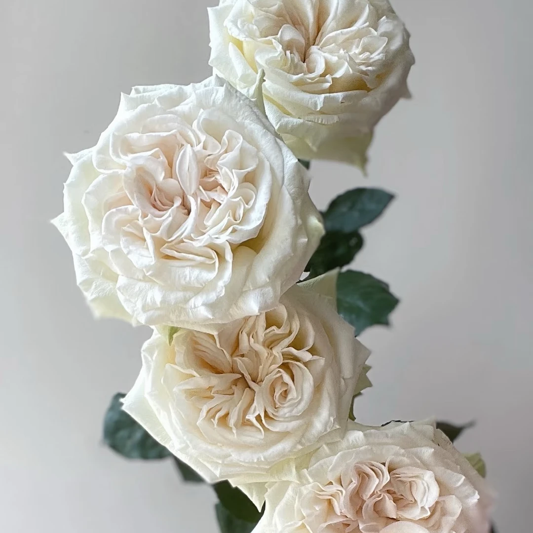 白荔枝单头玫瑰水果香味鲜切花云南基地现采现发