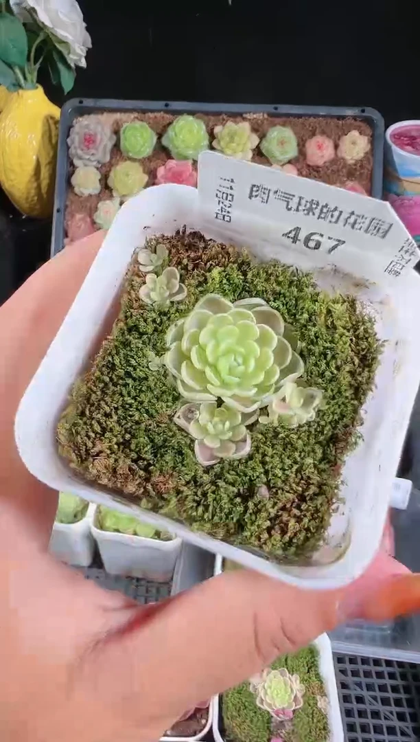 1124-467群生不包整