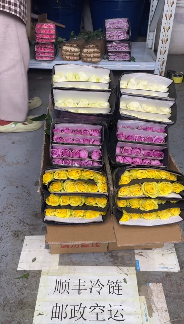 浪漫沙滩20枝+紫霞20枝+骄傲20枝