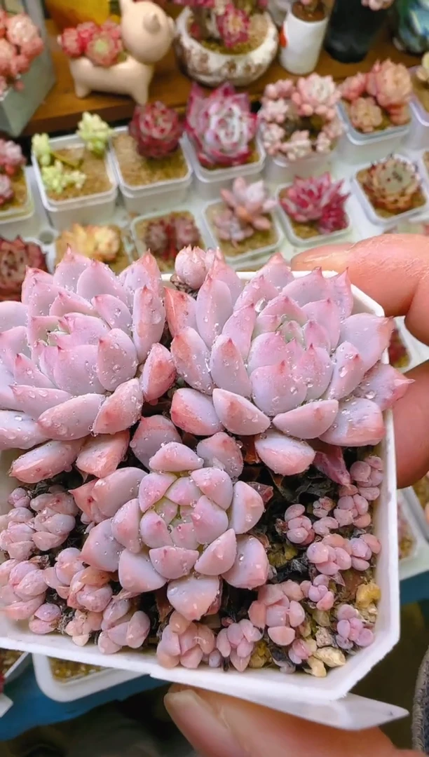 【闪购商品】凭—691—仙农（红拂女）