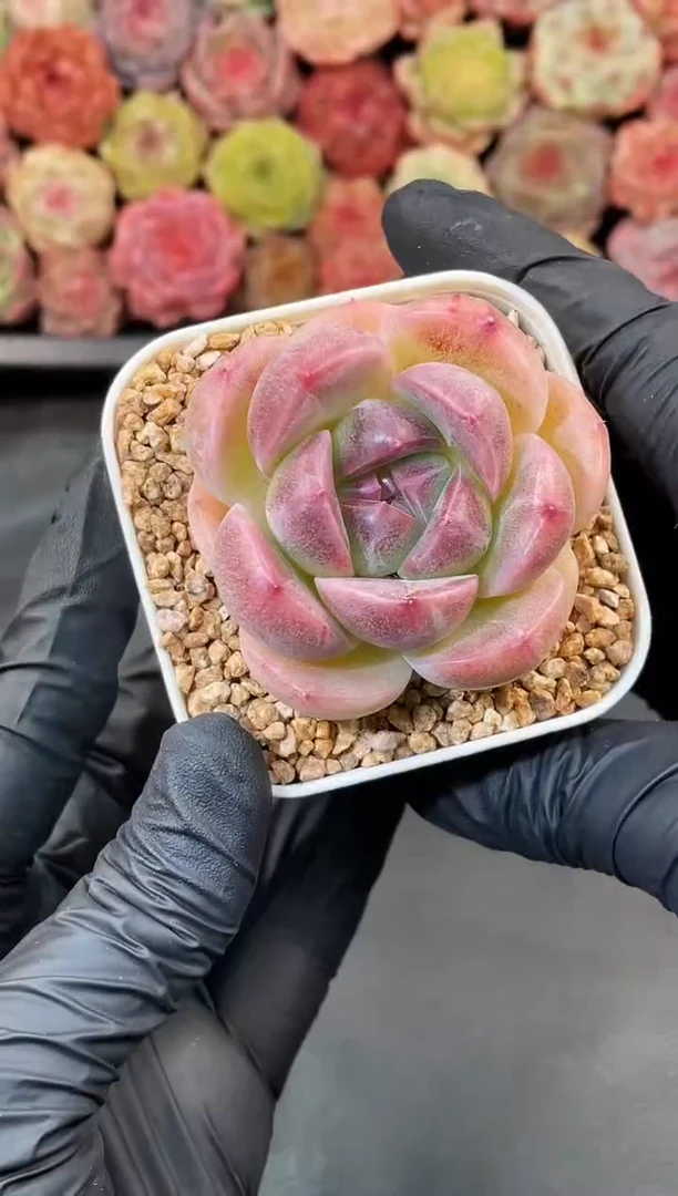 1-14 胖子3-4厘米 量拍发一颗