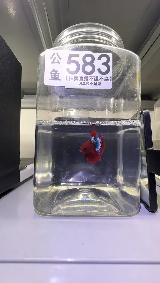 斗鱼公鱼编号：583