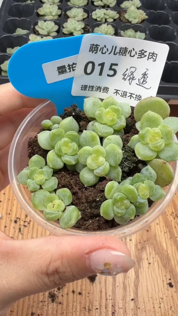 娜****～015 绿透一盒量拍甜心
