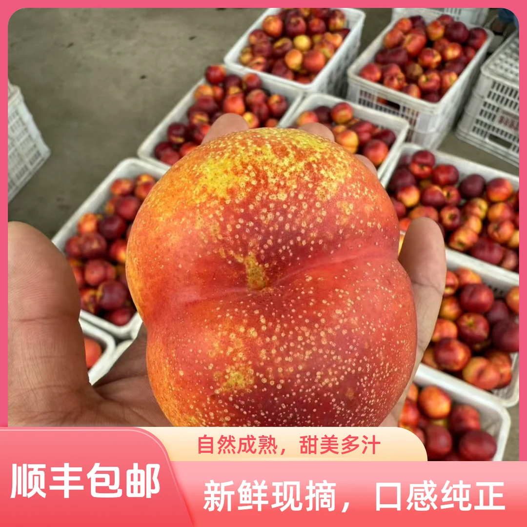 大连陆地油桃脆甜多汁-风光100