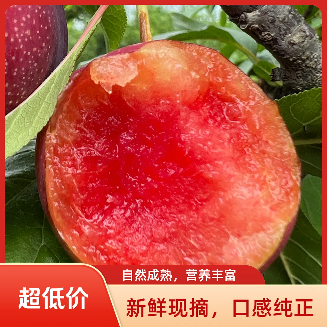 湖北随县新鲜采摘当季红心先锋李孕妇水果酸脆甜