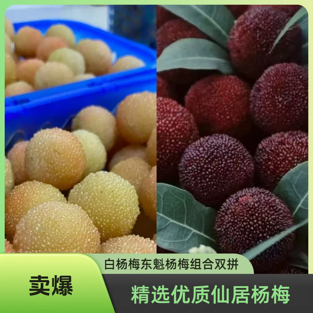 新鲜浙江仙居白杨梅东魁杨梅双拼组合当季时令孕妇水果现摘现发