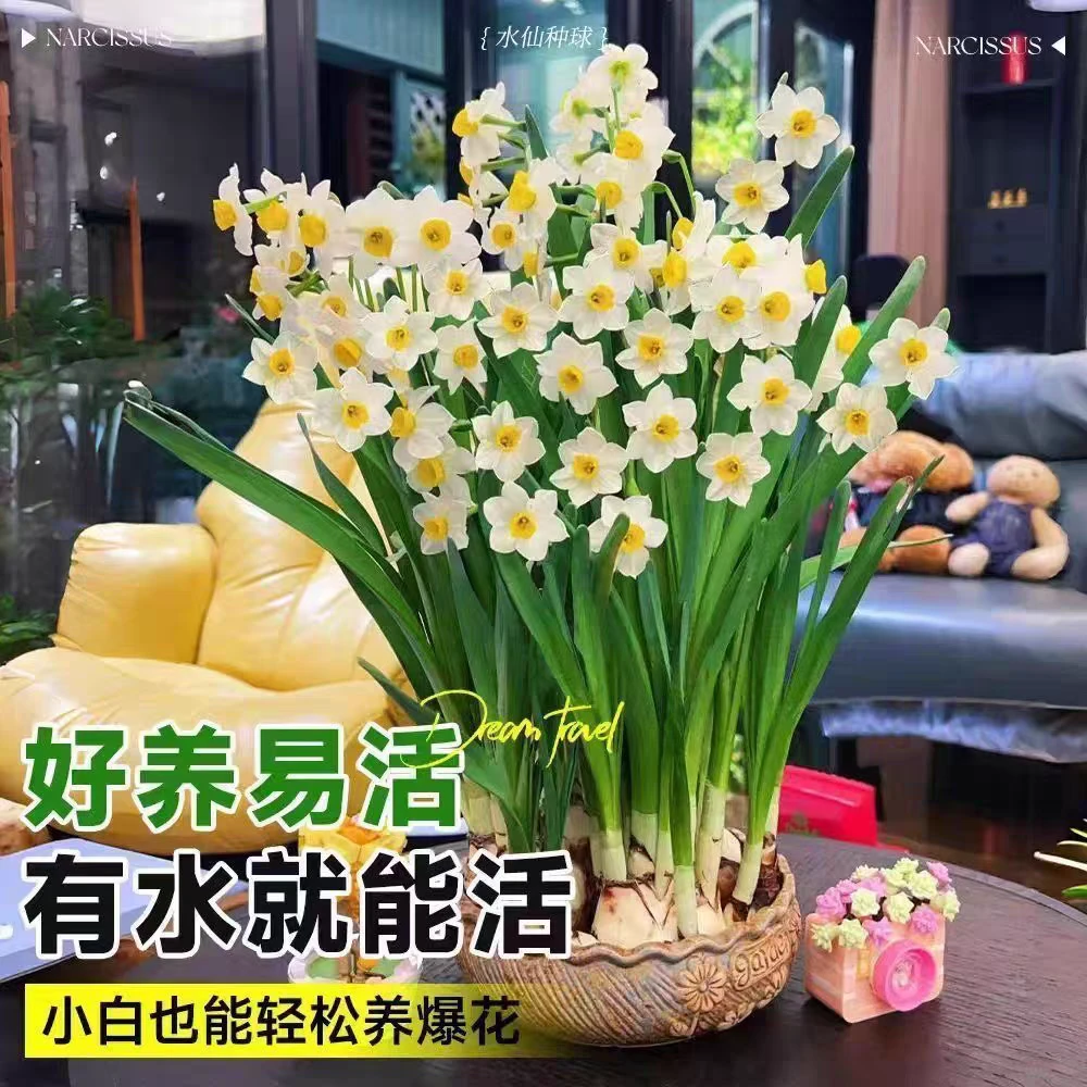 重瓣水仙花种球水培土培室内四季水养浓香球根年宵花卉盆栽植物